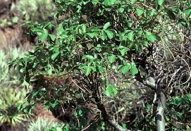 Image result for Jatropha botswanica