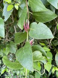Image result for Tapinanthus constrictiflorus