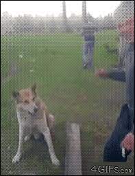 Pin On Dogs