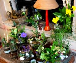 Top tips for arranging indoor plants. Indoor Plants Ozziesterrariums