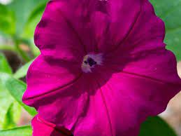 Supercascade Burgundy Petunia Seeds Hanging Baskets High Quality Fresh Seed Strong Color Largest Petunia Blooms 30 35 S Petunias Healthy Plants Plants