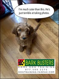 The more they love it the more they will behave. Goldendoodle Puppy Training In Gainesville Va Dog Training Fairfax