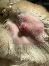 Image result for mastocytoma in dogs