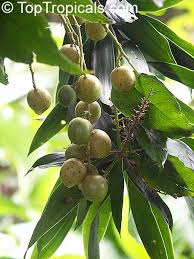 Image result for Clausena