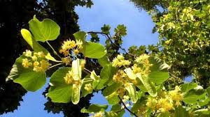 Un alt obicei specific rusaliilor care se întâlnește prin zonele ardealului poartă numele de pe langă multitudinea de tradiții și obiceiuri, de rusalii întâlnim și o serie de superstiții, dintre. Mare SÄƒrbÄƒtoare CreÈ™tinÄƒ Azi Rusaliile TradiÅ£ii Si Obiceiuri De Rusalii Infocs