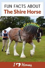 Equine 411 All About The Shire Horse Breed Horse Breeds Horses All Horse Breeds