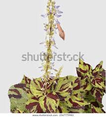 Image result for Coleus esculentus