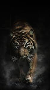Kita akan kasih kamu kumpulan wallpaper iphone full hd loh! Iphone Harimau Wallpapers Wallpaper Cave