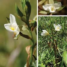 Image result for Habenaria gonatosiphon