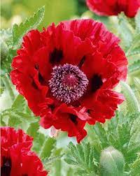 Collection De 6 Planting Poppies Poppy Flower Red Roots