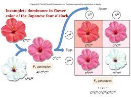 Four o clock flowers show incomplete dominance. What Is The Phenotype Of A Heterozygous Four O Clock Flower Brainly Ph