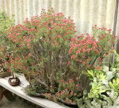 Image result for Crassula sarcocaulis