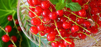 Rote Johannisbeere Leckere Rezepte Mit Den Beeren Utopia De