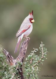 Birds Of The Southwest Desert Pin On Red Birds