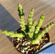 Image result for Orbea carnosa