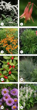 Maybe you would like to learn more about one of these? 15 Great Deer Resistant Native Plants Audubon Connecticut