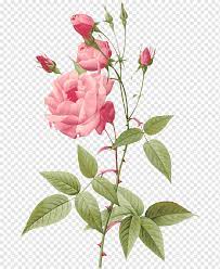 Hybrid Tea Rose Botanical Illustration Botany Flower Rose Watercolor Painting Floribunda Branch Png Pngwing