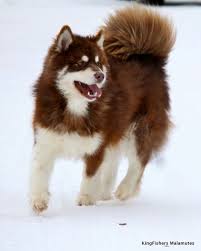 Get your alaskan malamute from lancaster puppies. 50 Giant Alaskan Malamutes Ideas Giant Alaskan Malamute Alaskan Malamute Malamute