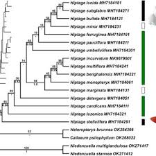 Image result for Flabellariopsis acuminata
