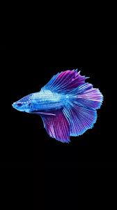 You shouldn't put two male betta fish together in the same aquarium. Betta Fish Hd Wallpaper Siamese Fighting Fish Male 1080x1920 Wallpaper Teahub Io