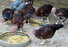 Sussex chickens are very calm and tame, being suitable for growing even in a yard. Speckled Sussex Chicken A Favorite Backyard Breed Backyard Poultry