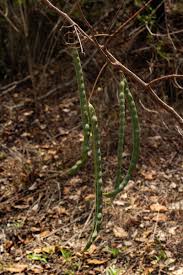 Image result for Elephantorrhiza goetzei
