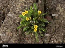 Image result for Indigofera zenkeri