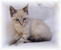 Long Hair Siamese Cats For Sale Cat Picture Libary Dapcat Org Siamese Cats For Sale Cats And Kittens Cute Cats And Kittens