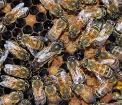 Queen Bee Identification Bee Informed Partnership