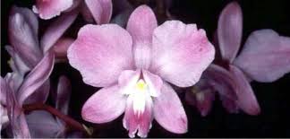 Image result for Polystachya cribbiana