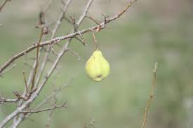 Fruitless pear trees are commonly planted in home. Reasons For Sparse Leaves On Pear Tree Why A Pear Tree Has Small Leaves