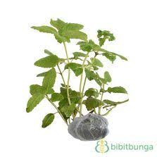 Tanaman Cincau Hitam Janggelan Tanaman Pohon Bonsai Bunga