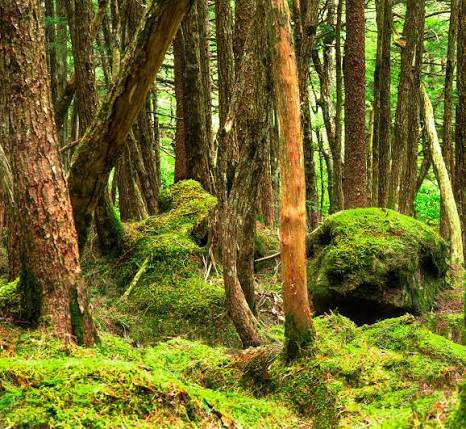 The Mystical Sea Of Trees - Aokigahara Jukai