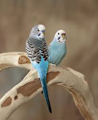 Blue Budgie Couple Best Pet Birds Budgies Budgerigar