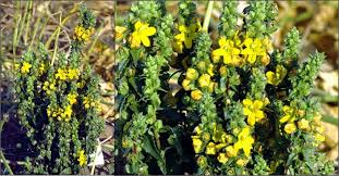 Image result for Alectra picta