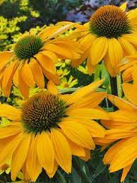 Echinacea Leilani Coneflower Rare Flowers Plants Beautiful Flowers