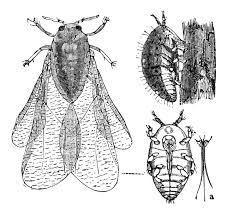 Image result for Phylohydrax