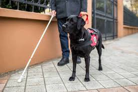 Check spelling or type a new query. Registered Service Dog Makes Travel Daily Life Easier
