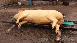 By craciun on decembrie 9, 2014. De Ce TÄiem Porcul De CrÄciun Jurnal Fm