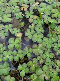 Image result for Marsilea farinosa
