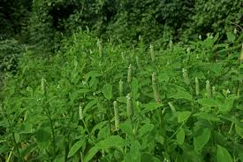 Image result for Sphenoclea zeylanica