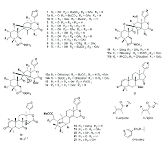 Image result for Ekebergia benguelensis