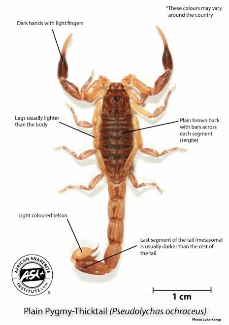 The Small Brown Scorpion of Gauteng - African Snakebite Institute