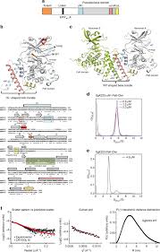 Sejarah buku teks tingkatan 4. Structure Of Sgk223 Pseudokinase Reveals Novel Mechanisms Of Homotypic And Heterotypic Association Nature Communications