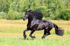 Friesian Horse Breed Info Pictures Characteristics Faq More