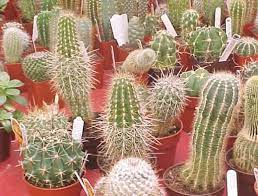 A happy and healthy cactus might even reward you with before we even attempt to go into talking about how often to water a cactus, it's important to go over some general cactus care. How Often Do You Need To Water A Cactus Plant Dummer ç¶ æ‰‹æŒ‡ æœ€å°ˆæ¥­çš„é¤ŠèŠ±app