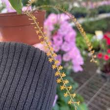 Image result for Chamaeangis