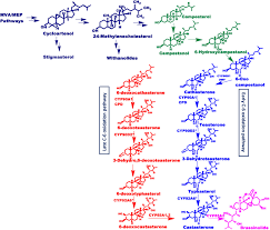 Nothing to show here at this time. Frontiers Gene Silencing And Over Expression Studies In Concurrence With Promoter Specific Elicitations Reveal The Central Role Of Wscyp85a69 In Biosynthesis Of Triterpenoids In Withania Somnifera L Dunal Plant Science