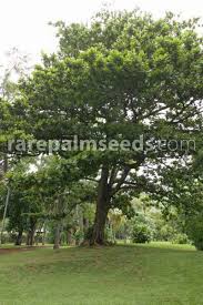 Image result for Terminalia stuhlmannii