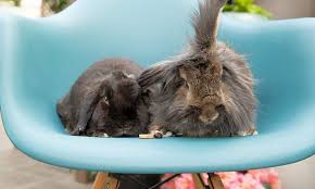 An application for adoption is to be completed and an adoption contract will be signed before the pet goes home. These Saint Paul Based Pets Are Up For Adoption And In Need Of A Good